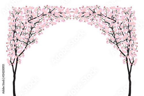 Full bloom pink sakura tree arch (Cherry blossom) curve black wood isolated on white, arc door facade, flower backdrop, flora banner vintage