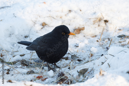 male of Common blackbird bird on snowy ground