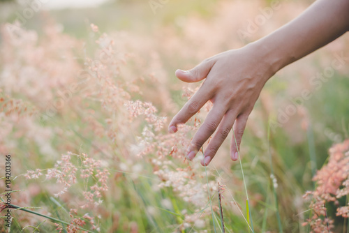 Woman's hand touch the grass in field at sunset . Rural and natu