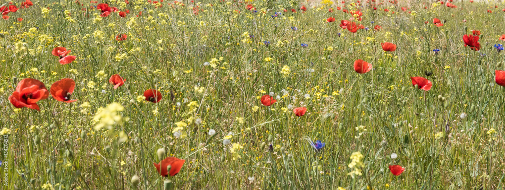Obraz premium red poppy field scene