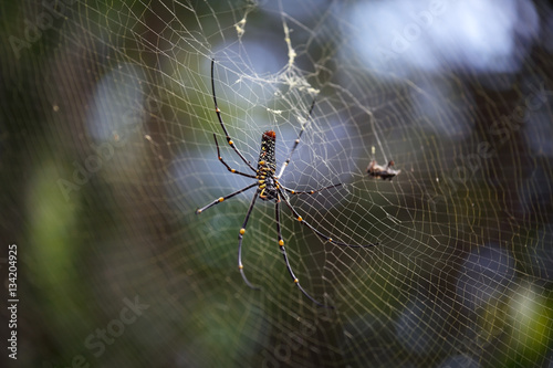 spider on the web as background.