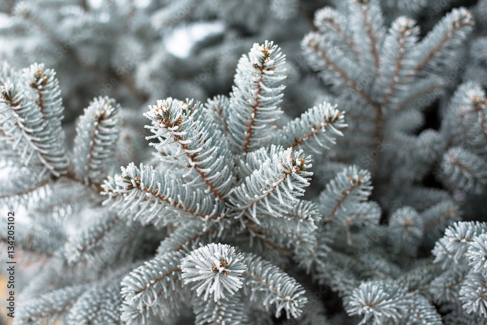 Pine tree branch Pine tree branch