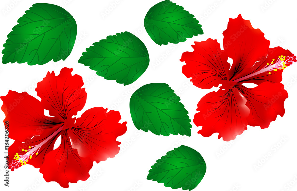 China Rose with green leaf - Vector Illustration China Rose with green leaf - Vector Illustration