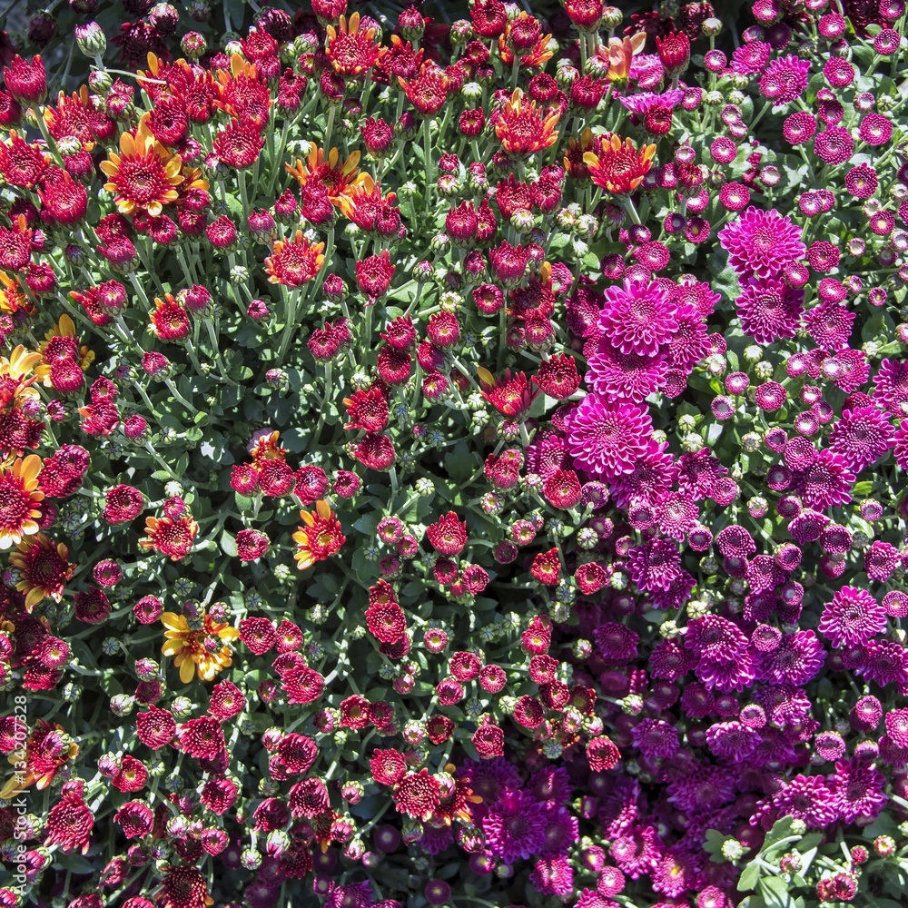 Close-up colorful flowers Close-up colorful flowers