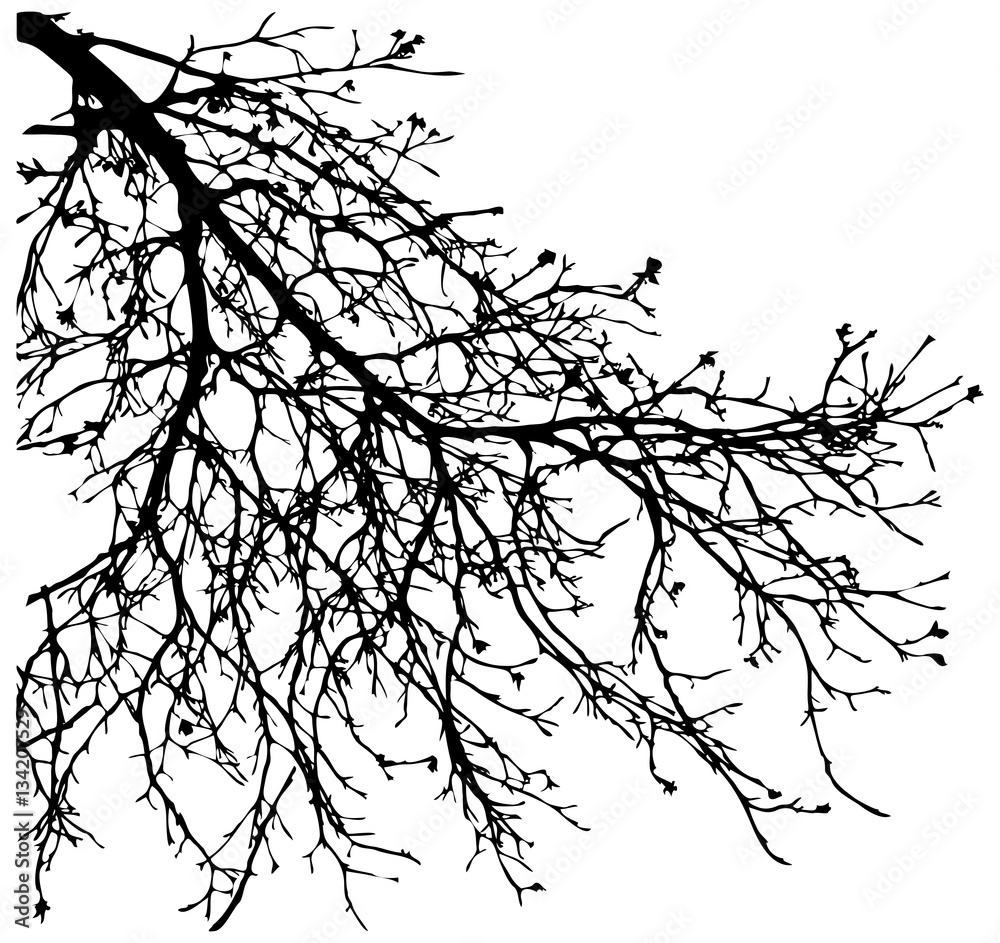 Dry tree, dead tree with beautiful branch silhouette. Suitable as reference for art and design work. Close up details of twisted tree branches.