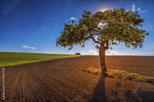 Alleinstehender Baum auf dem Acker mit Sonnenstrahlen, Rheinland-Pfalz