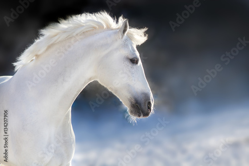 White horse with long mane portrait in motion in winter day on dark background