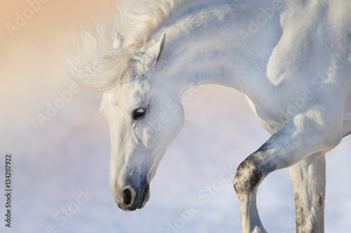 White horse with long mane portrait in motion in winter day at sunset light