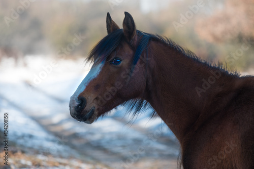 Winter landscape  wild horses in the Netherlands 05