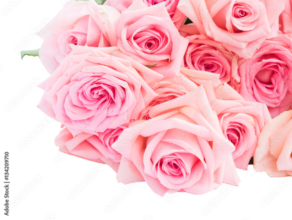 Pink blooming fres roses flowers isolated on white background