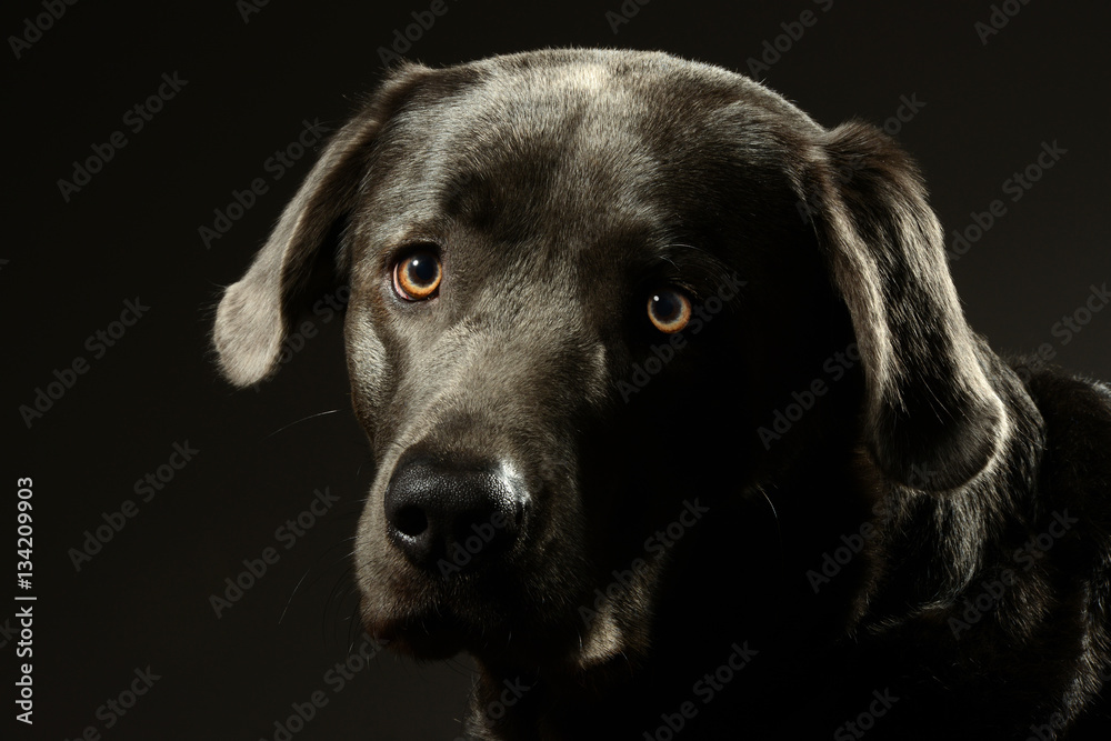 Labrador