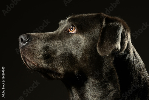 Labrador