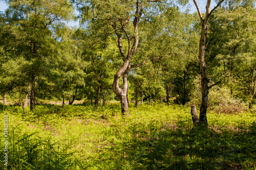 Forest in summer