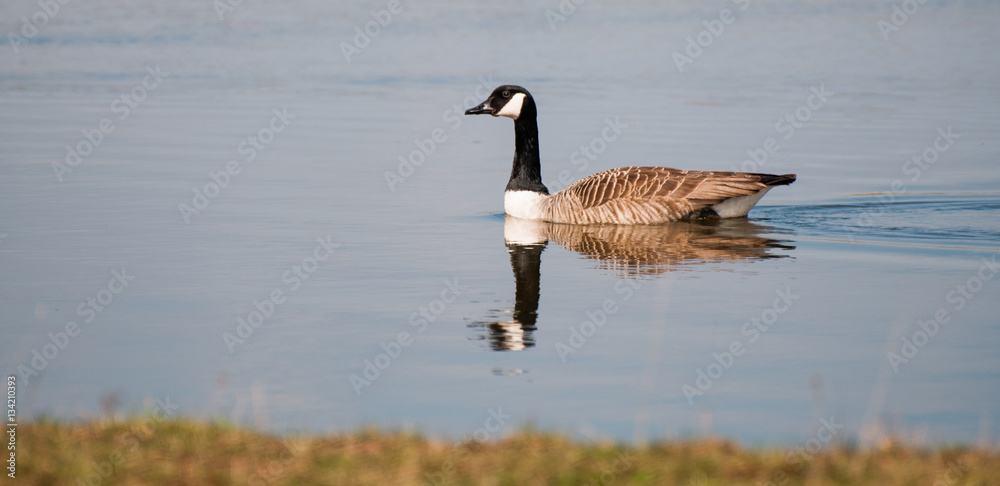 Obraz premium Canada goose