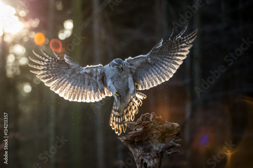 Canvas Print Flying goshawk in the forest.