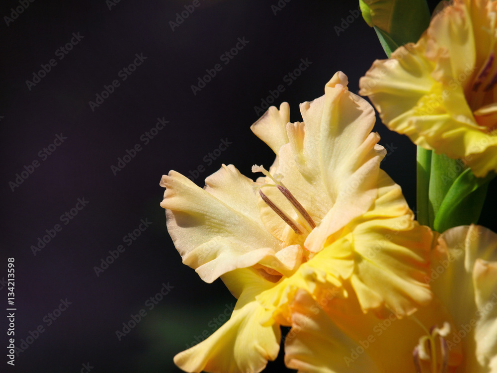 Fototapeta premium Yellow Lily Flowers