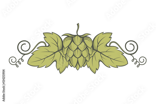 illustration of hops for brewing
