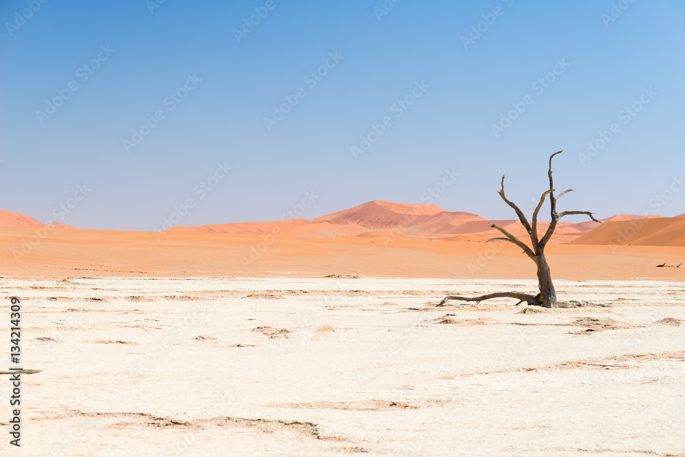 The scenic Sossusvlei and Deadvlei, clay and salt pan with braided Acacia trees surrounded by majestic sand dunes. Namib Naukluft National Park, visitor attraction and travel destination in Namibia.