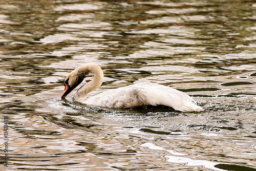 white swans swim on the frozen river