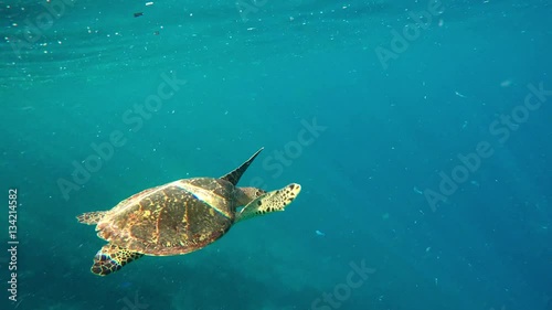 sea turtle