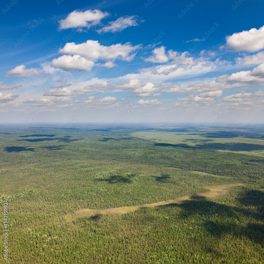 View of the northern forest from above