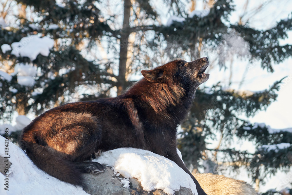 Naklejka premium シンリンオオカミの遠吠え