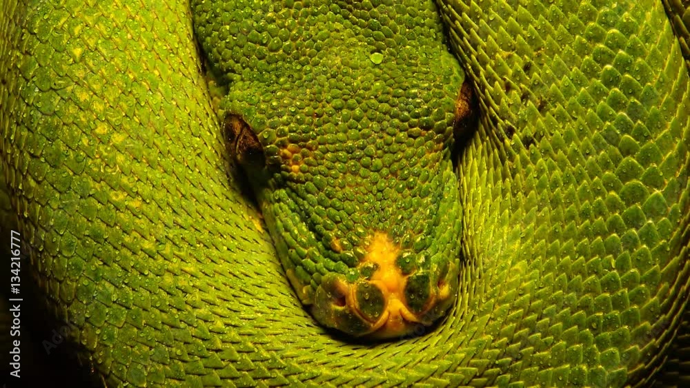 Green Tree Python Wiki Morelia viridis, commonly known as the green tree python Stock Video ...