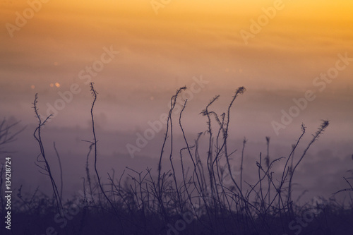 Silhouettes of Dried Plants Against Blurry Landscape in Fog