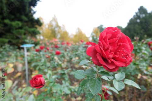 red rose at rose garden 