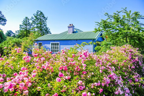 Foto Charming rural cottage in countryside with blooming pink rose bush garden