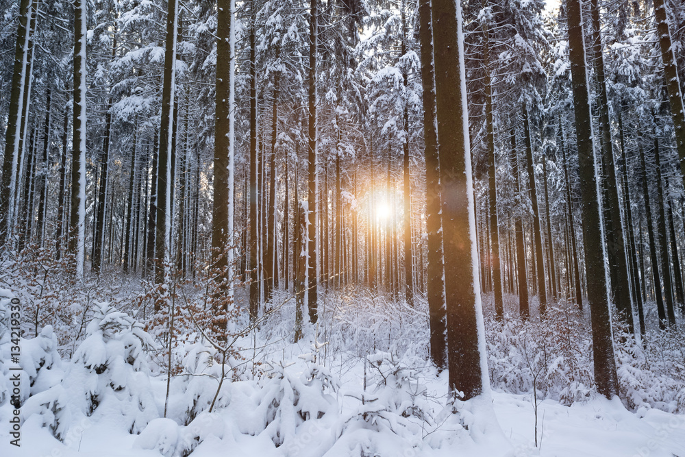 Fototapeta premium winter forest sun