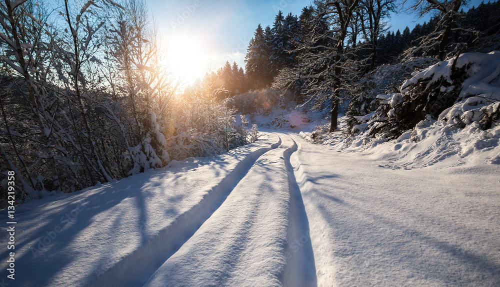Obraz premium winter forest sun path