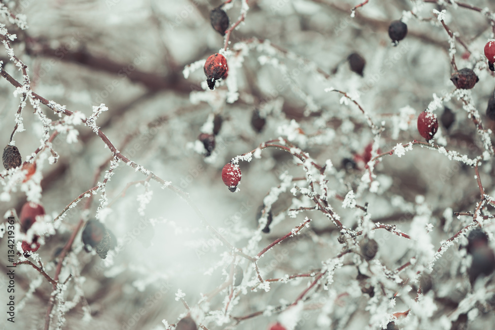 frozen berries of briar closeup frozen berries of briar closeup