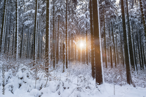 winter forest sun
