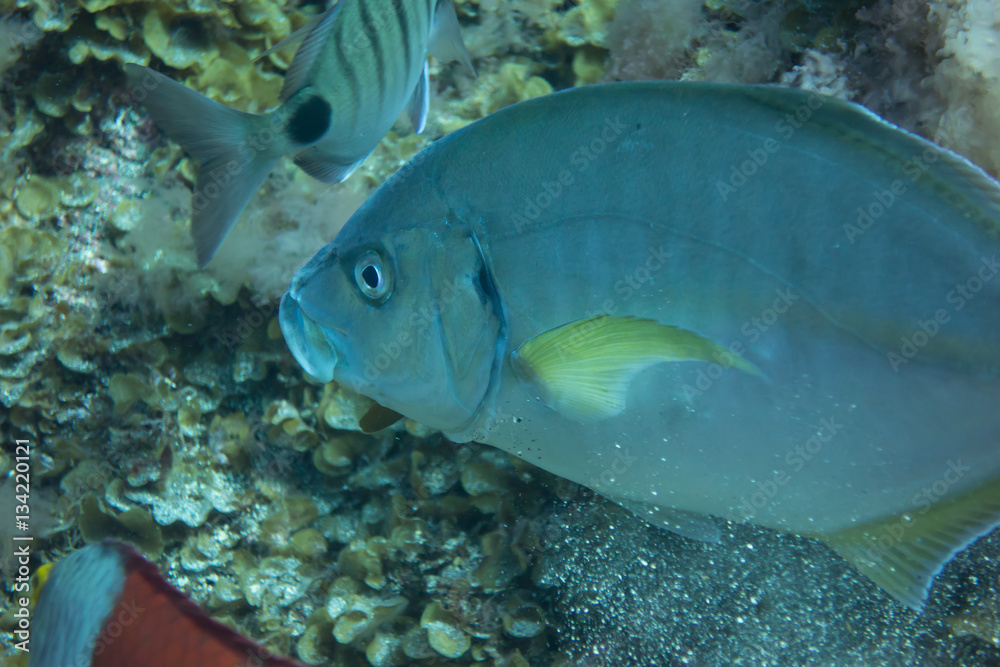 Obraz premium El Hierro, La Restinga, Tauchen, Kugelfisch, Stabfisch, Fisch, Meer, Kanaren, Kanarische Inseln, Insel, Spanien, Europa