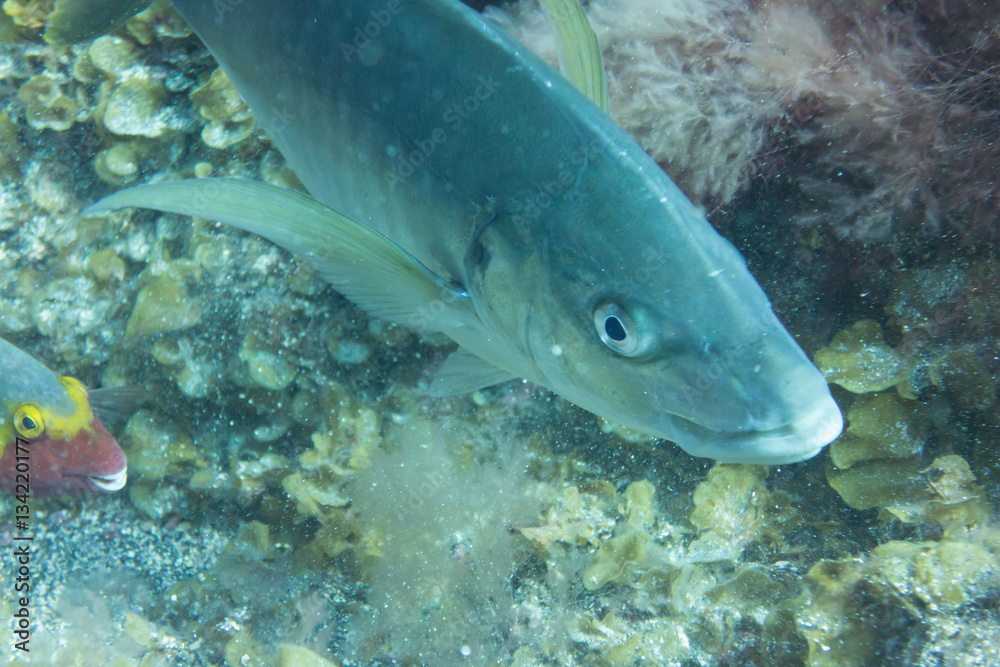 El Hierro, La Restinga, Tauchen, Kugelfisch, Stabfisch, Fisch, Meer, Kanaren, Kanarische Inseln, Insel, Spanien, Europa El Hierro, La Restinga, Tauchen, Kugelfisch, Stabfisch, Fisch, Meer, Kanaren, Kanarische Inseln, Insel, Spanien, Europa
