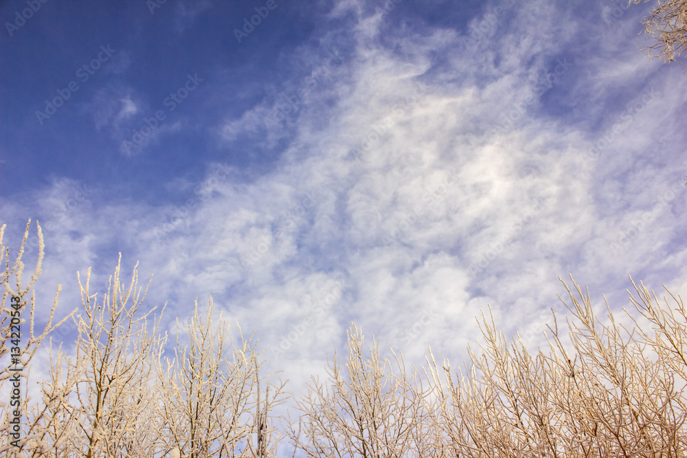 Fototapeta premium Winter sky, snow-covered tree branches on a background of clouds