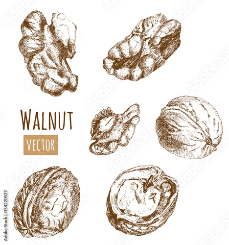 Set of walnut, whole nuts, shelled, half, slices of peeled, hand draw sketch, outline on white background, vector illustration, vintage