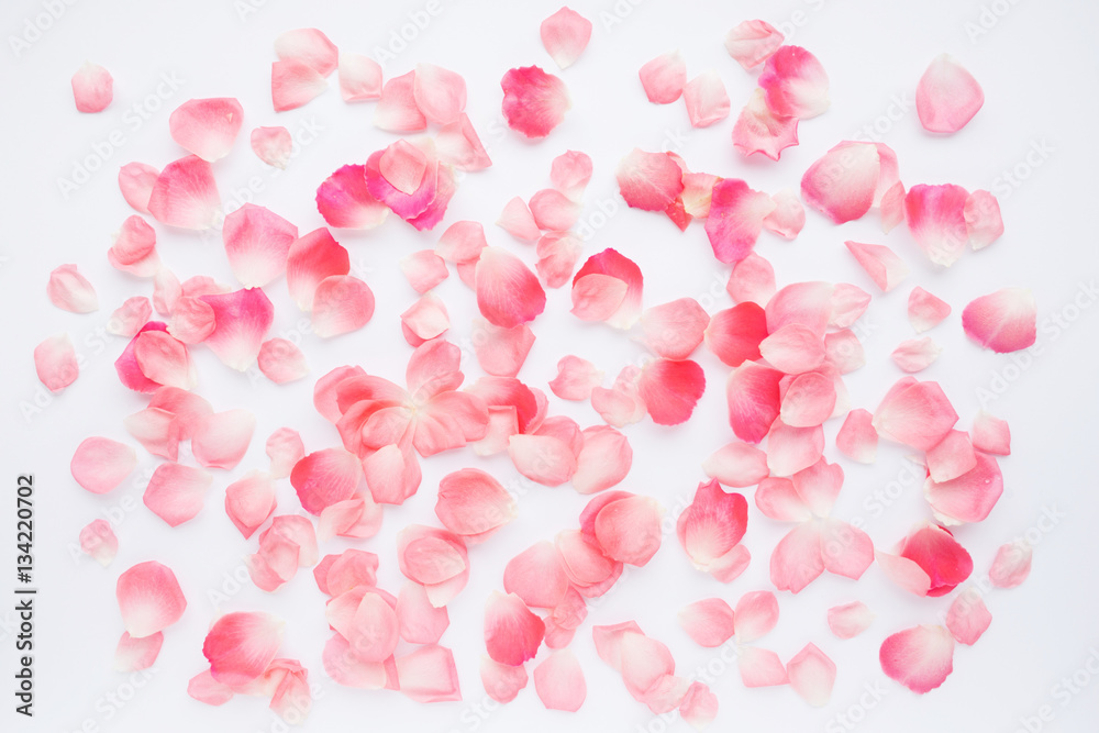 Petals of roses on white background