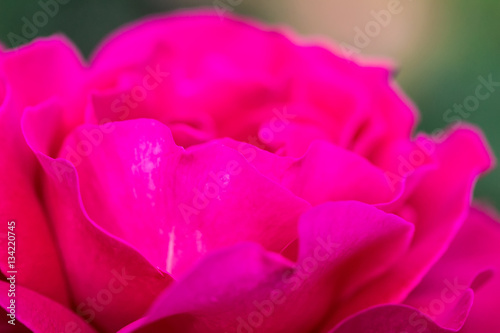 Close up beautiful pink rose flower. Pink rose flower in garden