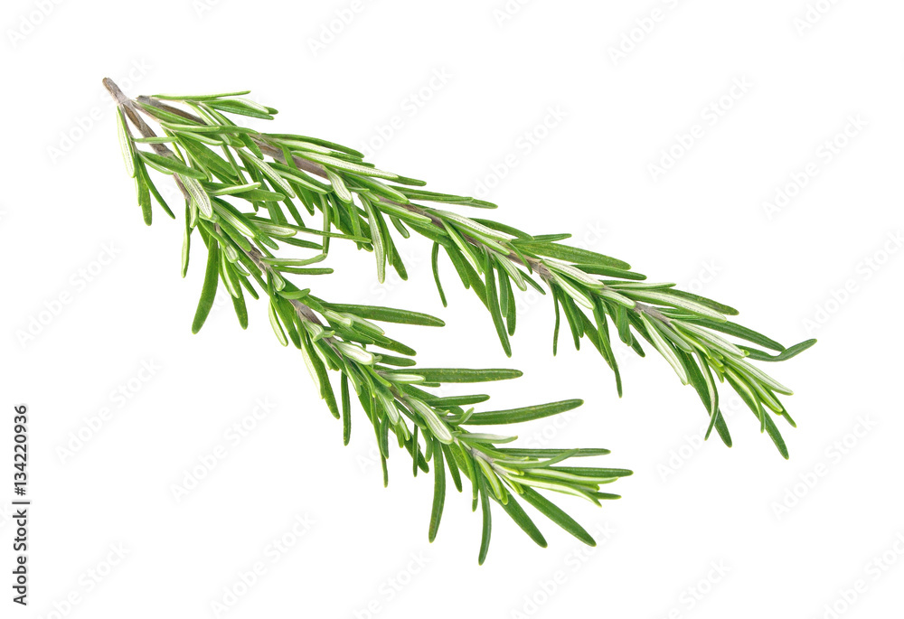 Fresh green sprig of rosemary isolated on a white background Fresh green sprig of rosemary isolated on a white background