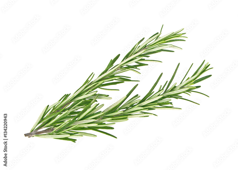 Fresh green sprig of rosemary isolated on a white background Fresh green sprig of rosemary isolated on a white background