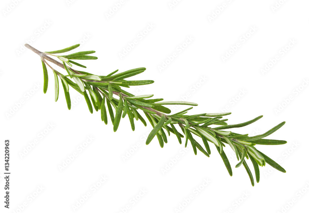 Fresh green sprig of rosemary isolated on a white background