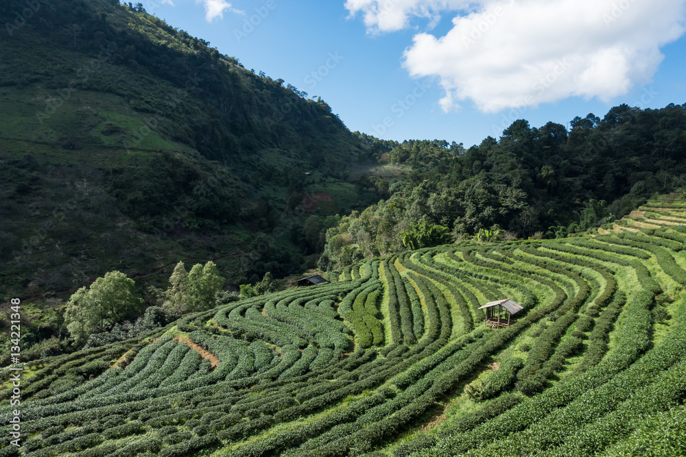 a step Tea plantation with a shelter