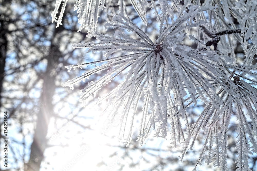 Winter sunny day Winter sunny day