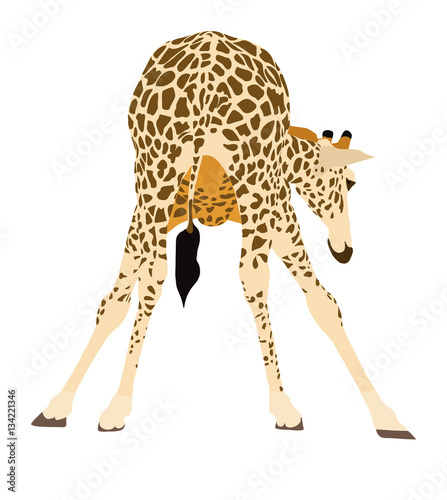 Canvas Print Portrait of a giraffe preparing to drink