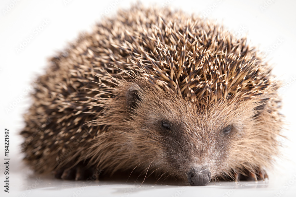 Hedgehog on white background Hedgehog on white background