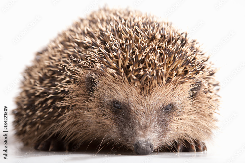 Obraz premium Hedgehog on white background