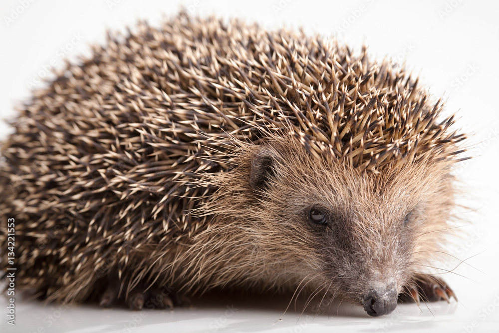 Hedgehog on white background Hedgehog on white background