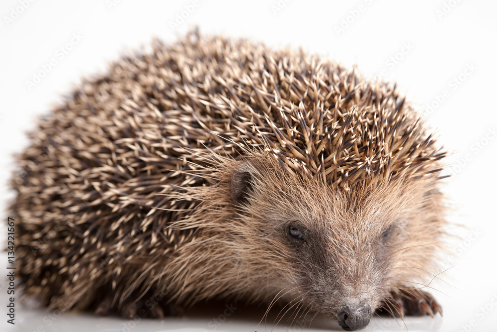 Hedgehog on white background